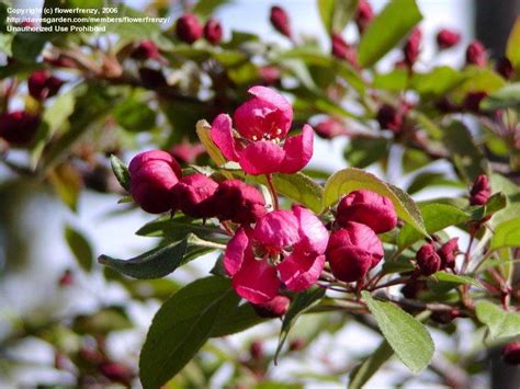 Plantfiles Pictures Flowering Crabapple Indian Magic Malus By