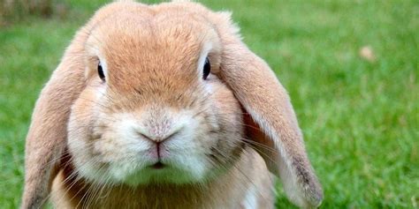 Despite their small size, the hair, dander, and saliva on the fur of these animals. 14+ Are Bunnies Good Pets For Apartments - Wayang Pets