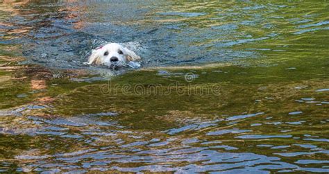 Puppy Learning To Swim Stock Photos Free And Royalty Free Stock Photos