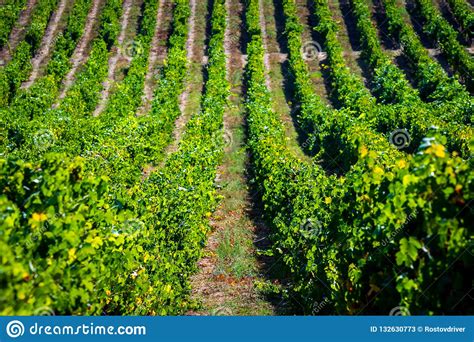 Rows Of Vineyard Grape In Fall And Autumn Season Landscape Of Winery