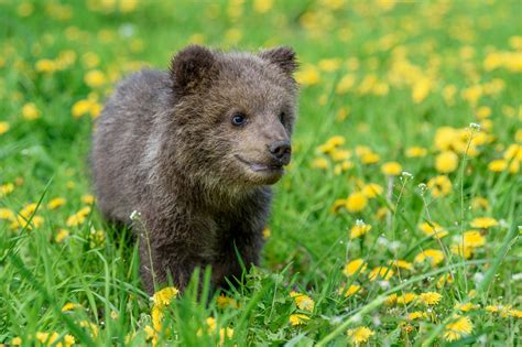 Orphaned Grizzly Bear Cub Befriends Polar Bear Cub At New Zoo Home