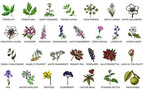 Poisonous Plants Common In Usa Full List With Pictures Greenbelly Meals
