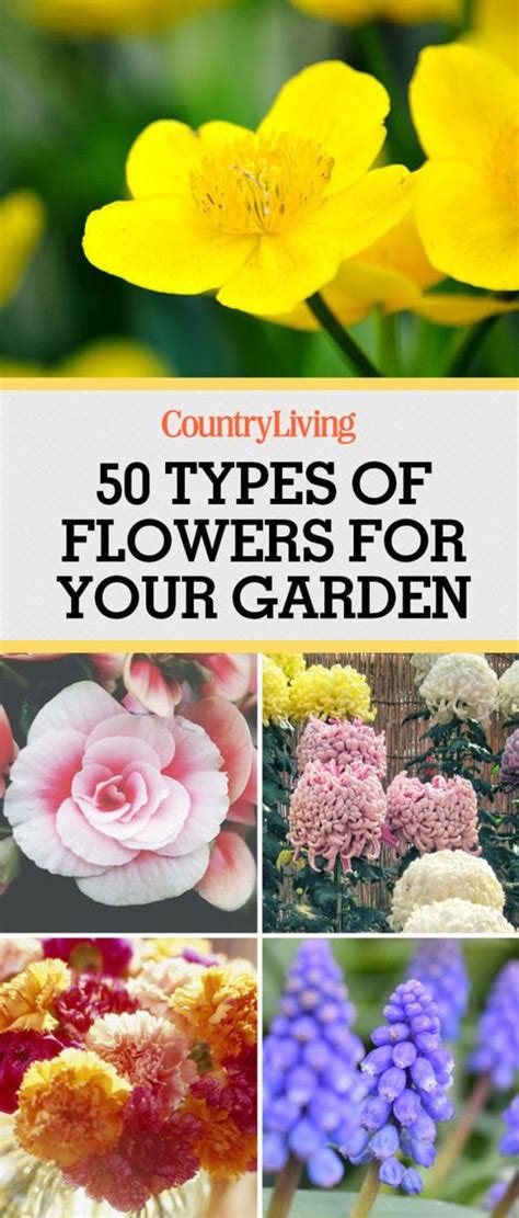 55 Best Types Of Flowers Pretty Pictures Of Garden Flowers