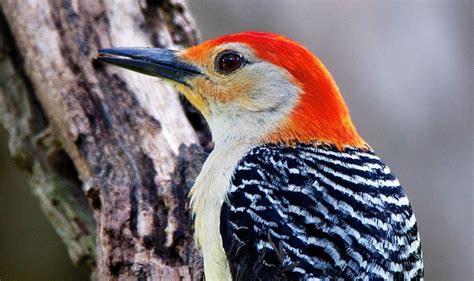 Although A Red Bellied Woodpecker Has A Conspicuous Red Head It Receives Its Name For A Small