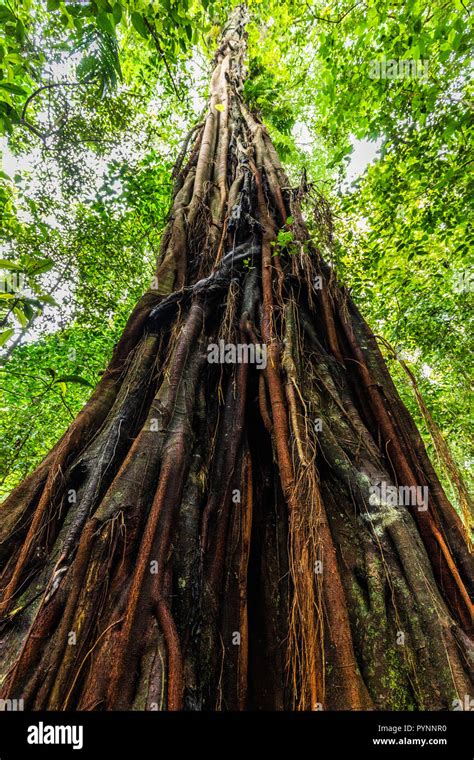 Tall Tree Rainforest Indonesia Hi Res Stock Photography And Images Alamy