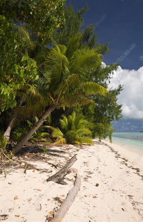 Palm Lined Beach At Palau Stock Image C0317471 Science Photo Library