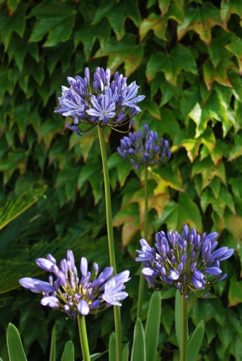 Or how to get agapanthus to bloom again (and some news 3. Agapanthus Africanus. Perennials for sale UK ...