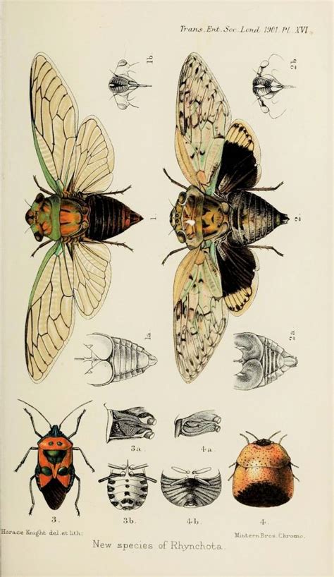 Vintage Insect Prints Antique Prints Gravure Illustration