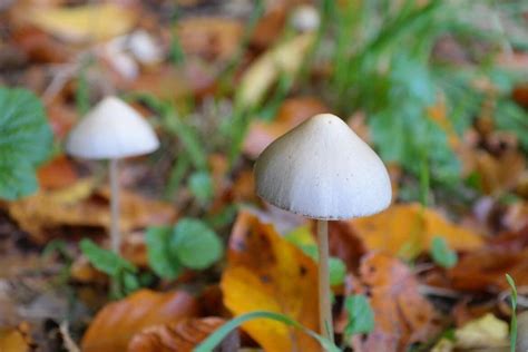 9 Amazing Psychedelic Mushrooms That You Can Forage Yourself