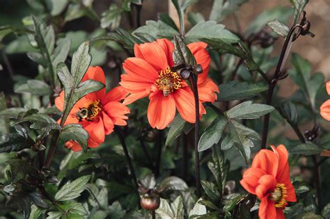 Dahlias Plant Care And Growing Guide