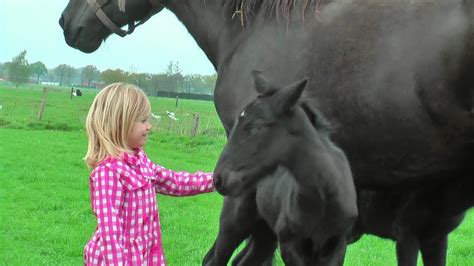 Very Cute Baby Horses With Their Mother Youtube