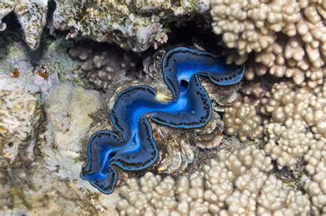 Elongate Giant Clam • Tridacna Maxima • Mollusc Page