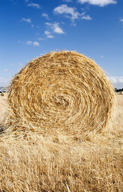 Hay Bales Stock Photo Image Of Landscape Outdoor Nature 28798960