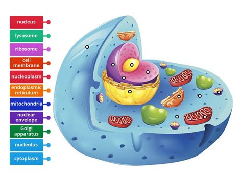 Animal Cell Organelles Labelled Diagram