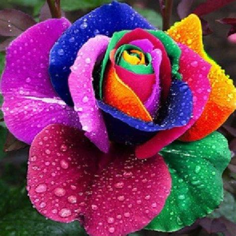 Pin By Diane Herzler On Gr8ful ⚡ Rainbow Roses Flowers Unusual Flowers