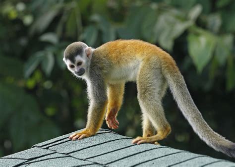 Central American Squirrel Monkey Saimiri Oerstedii