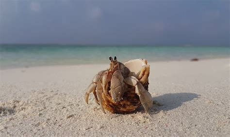 She also goes by alex, and either name appears on her tags. Hermit crabs evolved ultra-long penises that can grow to 60% of their body length | Daily Mail ...