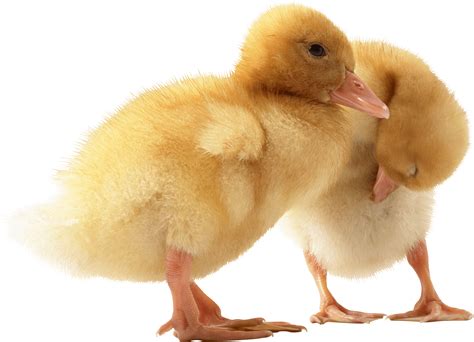 Download Two Cute Little Ducklings Png Image For Free