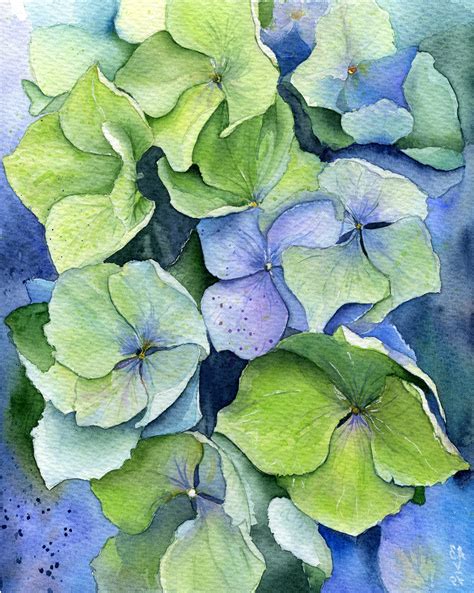 Hydrangea Flowers Watercolor On Behance
