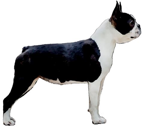 Boston Terrier Png Free Logo Image
