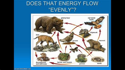 Typically, children need healthy and balanced food to complement their growing bodies. Ecology Video 3 Food Webs & Trophic Relationships - YouTube