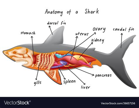Anatomy A Shark Royalty Free Vector Image Vectorstock