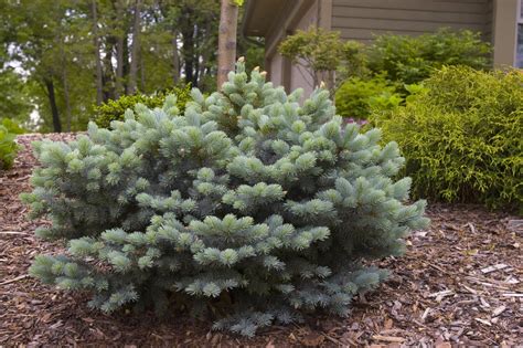 Globe Blue Spruce Plant Library Pahls Market Apple Valley Mn