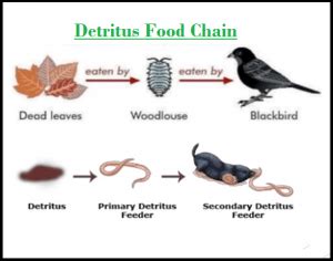 What is food chain give an example. Food Chain: Explanation, Examples, Types, Significance ...