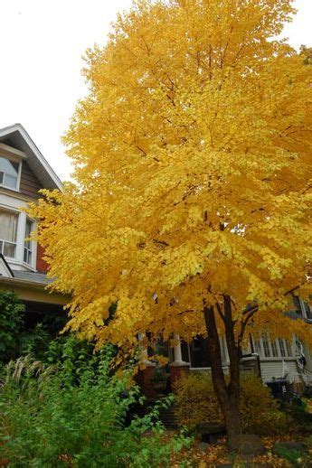 Some Think The Katsura Tree Smells Like Caramel Or Cotton Candy When It
