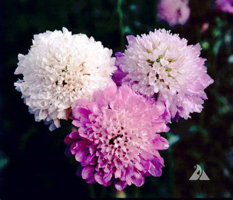 Pincushion Flower Imperial Mix Scabiosa Atropurpureaapplewood Seed