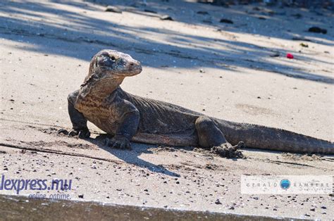 Il est le fils de celle qui a une tête toute ronde. 5 mythes à déchiffrer sur le Dragon de Komodo | lexpress.mu