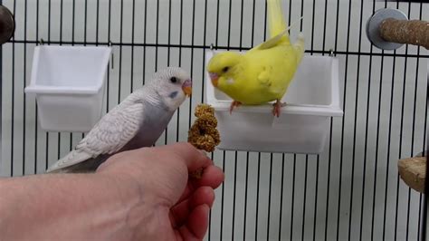 Taming A 6 Week Old Baby Budgie Youtube