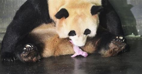 First Twin Giant Panda Cubs Born In China Chile News Breaking News