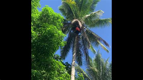 Harvesting Coconuts Youtube