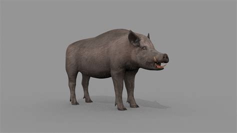 Wild Boar 3d Model By Virtual Creator And Creature