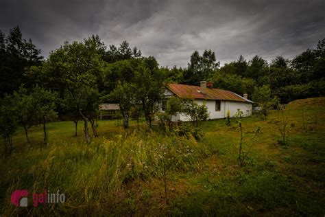 Взяворівські природоохоронці «приборкали» нащадків диких коней, на яких колись їздили воїни чінгісхана. Новини Львова: На Львівщині живуть унікальні нащадки диких ...