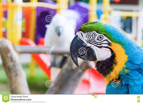 Parrot Closeup Portrait On Parrots Court Stock Image Image Of Natural