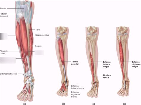 Muscle Of The Leg Anterior Compartment Diagram Quizlet