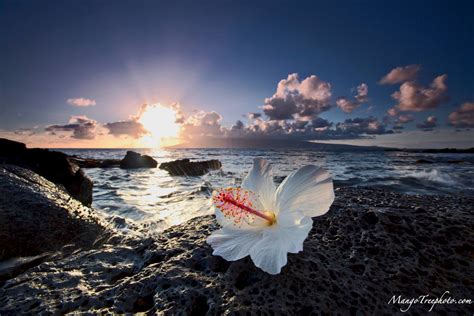 Best 39 Hibiscus On Beach Wallpapers On Hipwallpaper Beautiful Beach Wallpaper Beach