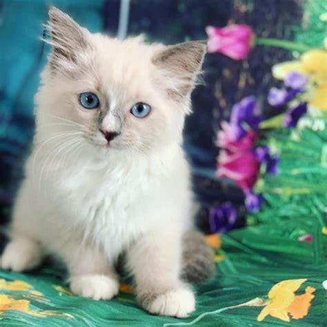 Ragdoll Ragdoll Kittens For Sale Cats For Sale Price