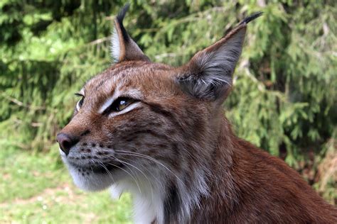 Fillynx Lynx 4 Wikipedia