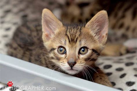 Cat Breeds With Big Ears