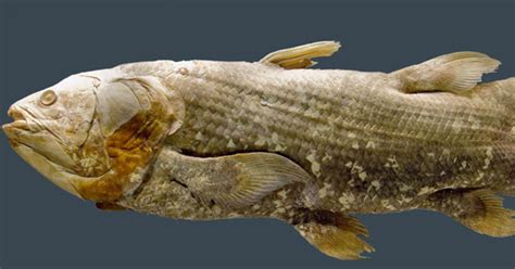 The Coelacanth Scientists Explain A Living Fossil Fish Cbs News
