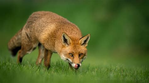 cunning fox by george wheelhouse 500px cunning fox fox british wildlife