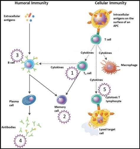 Antibodies Immune System