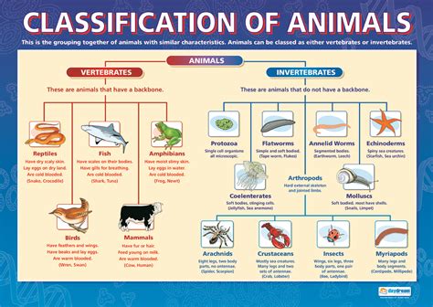 Vertebrates And Invertebrates Animal Classification Animal Science