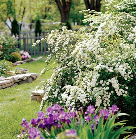 18 Best Spring Flowering Shrubs Better Homes And Gardens
