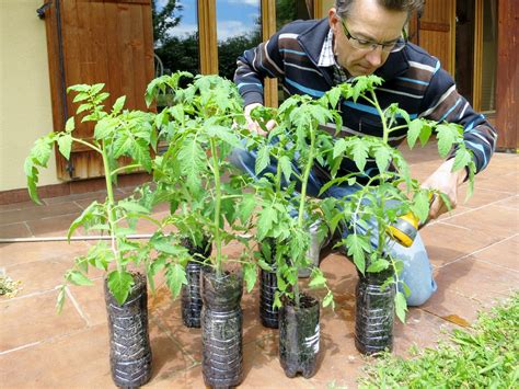 Ma Culture De Tomates En Pots