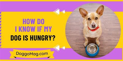 How Do I Know If My Dog Is Hungry Understanding Your Dog Doggomag
