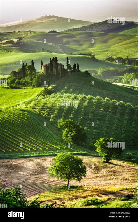 Farm Of Olive Groves And Vineyards Stock Photo Alamy